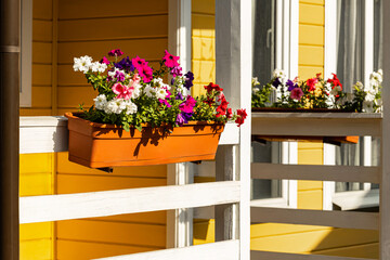 flowerpot pendant with multi-colored petunias, close-up. pots with flowers on the veranda of the...