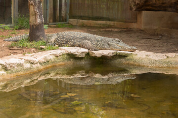 Dangerous reptiles crocodile living in water and on land