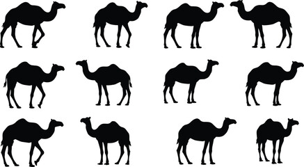 Camel silhouette set, desert animal icons, wildlife vector, black outlines, one-hump and two-hump camels, walking poses, nature illustration