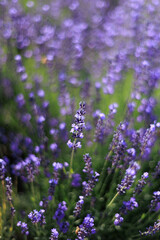 Lavender3