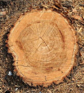 Vista de cerca de un viejo toc&oacute;n de &aacute;rbol talado en un jard&iacute;n	