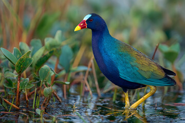 Purple gallinule wading in Florida wetland