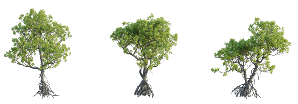 Bruguiera gymnorhiza Tree cutout isolate on white background