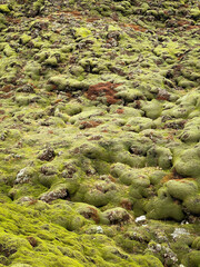 Volcanic rocks covered under soft green moss shape the surreal Eldhraun lava field in Iceland