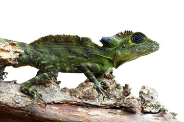 Great angle head lizard closep on wood,  Indonesian reptile on isolated background