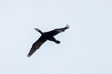 Great Cormorant (Phalacrocorax carbo) widespread along coasts and inland waters across Europe Asia...