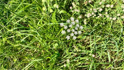 Closeup view of white wildflowers in a meadow of green grass