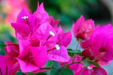 Red Bougainvillea Blossoms Decorating a Mediterranean Street in Cyprus