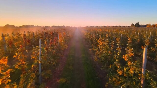 A sunlit field of raspberry bushes stretches towards the horizon, bathed in morning light.