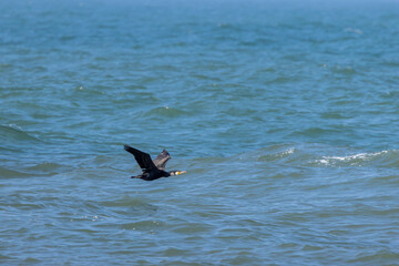 Great Cormorant (Phalacrocorax carbo) widespread along coasts and inland waters across Europe Asia...