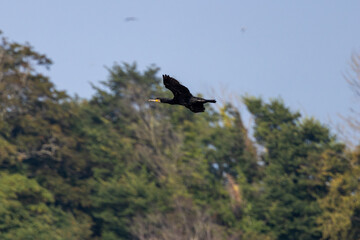 Great Cormorant (Phalacrocorax carbo) widespread along coasts and inland waters across Europe Asia...