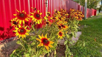Vibrant BlackEyed Susan Flowers Blooming in Sunlight