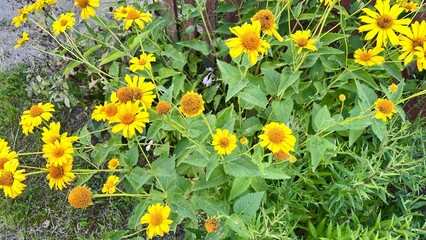 Fototapeta premium Vibrant Yellow Flowers Blooming in a Garden