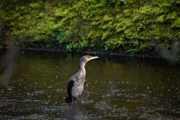 Great Cormorant (Phalacrocorax carbo) widespread along coasts and inland waters across Europe Asia...
