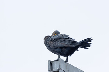 Naklejka premium Great Cormorant (Phalacrocorax carbo) widespread along coasts and inland waters across Europe Asia and Africa