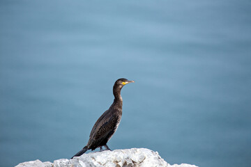 Great Cormorant (Phalacrocorax carbo) widespread along coasts and inland waters across Europe Asia...