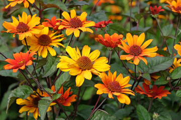 Orange, red and yellow Heliopsis helianthoides variety scabra ‘Bleeding Hearts’, North American...