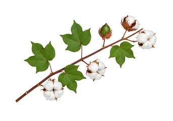 Cotton Plant Branch with Bolls