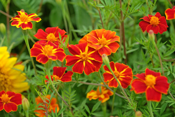 Red and yellow French marigolds, Tagetes patula, in flower.