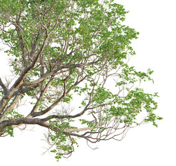 Xylocarpus rumphii Tree corner view 4k cutout transparent Tree corner view cutout isolate on white background