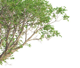 Fototapeta premium Xylocarpus rumphii Tree corner view 4k cutout transparent Tree corner view cutout transparent background