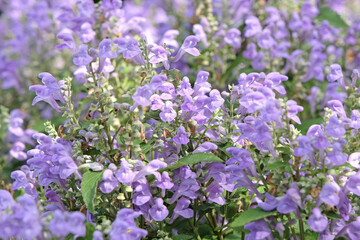 Fototapeta premium Lilac purple Scutellaria incana, hoary skullcap or downy skullcap, in flower.