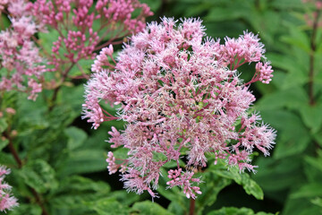 Fototapeta premium Soft pink Eutrochium maculatum, or Spotted Joe Pye weed, ‘Orchard Dene’ in flower.
