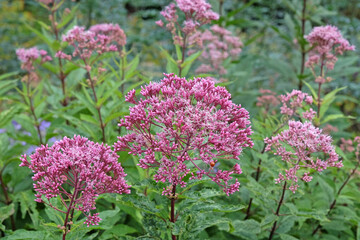 Obraz premium Soft pink Eutrochium maculatum, or Spotted Joe Pye weed, ‘Orchard Dene’ in flower.