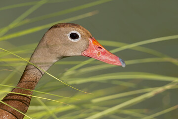 Portrait of a black-bellied whistling duck (Dendrocygna autumnalis).