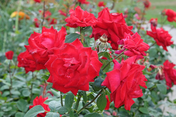 Red Hybrid Tea bush rose, rosa ‘my valentine’ in flower.
