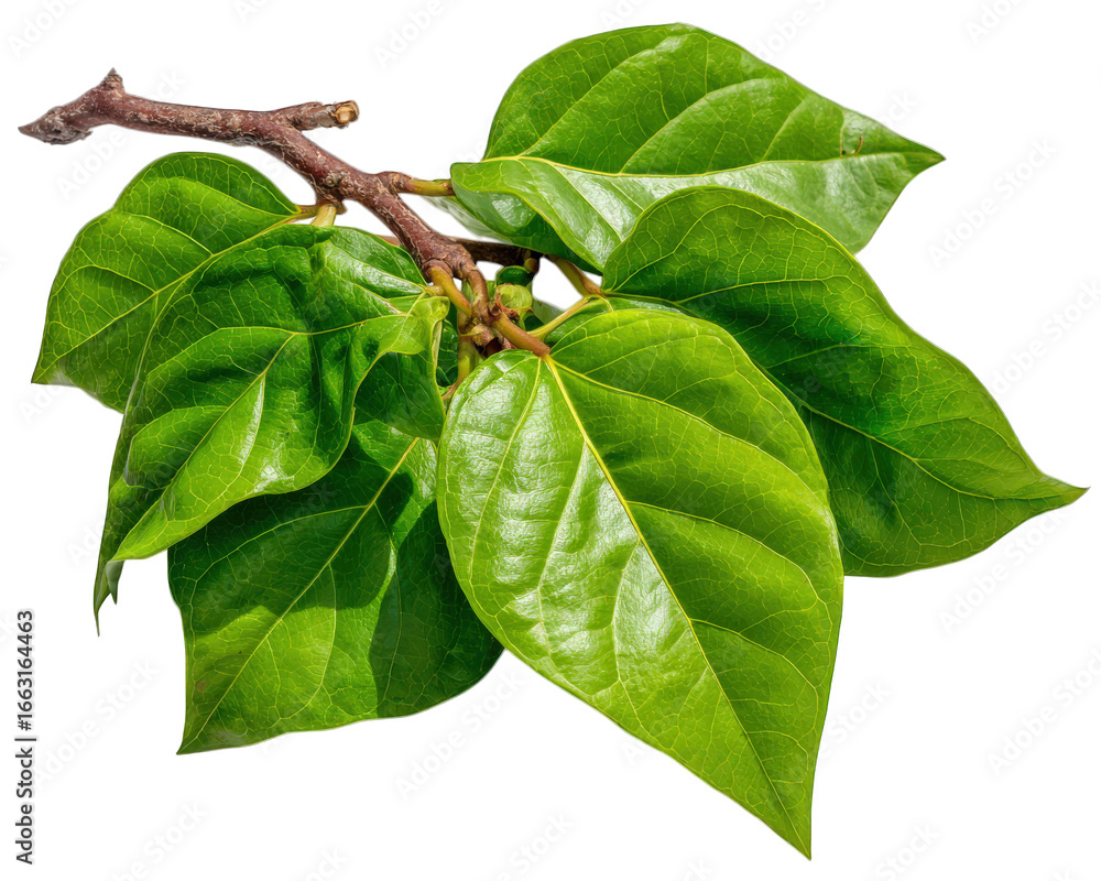 Poster fresh green leaves with branch natural texture vibrant color isolated on transparency background bot