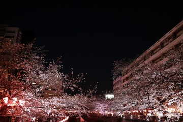 Cherry blossoms at night along the river