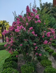 Arbusto Lagerstroemia en jardín de parque público 