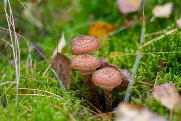 Autumn honey mushrooms on forest floor, fallen log with mushroom colony