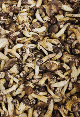 Picked wild edible mushrooms for sell in China