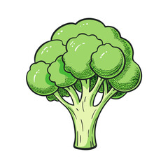 broccoli on a white background
