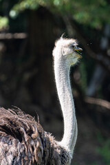 A funny ostrich with a surprised or curious expression. This expressive wildlife portrait is ideal for concepts of curiosity, shock, or humor in nature. Vertical shot.