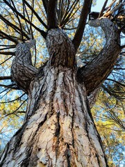 a tree that looks like a person