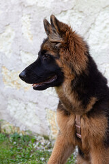 Close-up of a cute German Shepherd puppy's head in profile. Fluffy brown and black fur, alert ears,...
