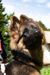 A young German Shepherd on a leash looks up attentively. Concept of dog training, obedience, companionship, and enjoying outdoor activities with a pet.