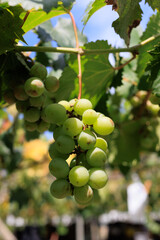 葡萄園ぶどう園ぶどう狩り