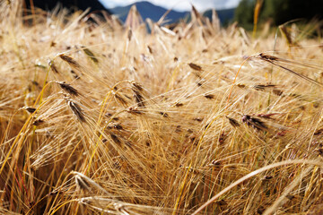 Hulless barley crops in the field