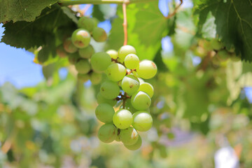 葡萄園ぶどう園ぶどう狩り