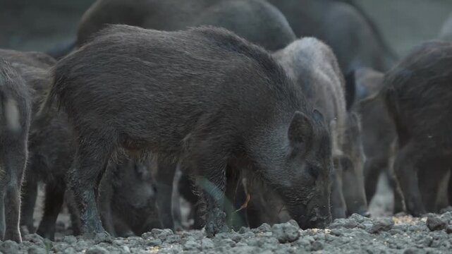 Wild hog piglets rooting in the forest