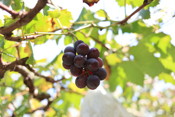 葡萄園ぶどう園ぶどう狩り