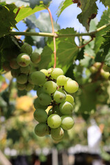 葡萄園ぶどう園ぶどう狩り