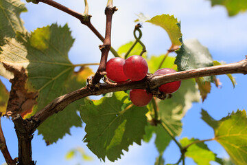 葡萄園ぶどう園ぶどう狩り