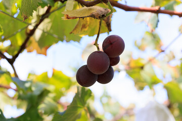 葡萄園ぶどう園ぶどう狩り