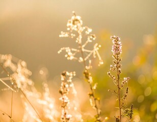Golden sunrise on wildflowers