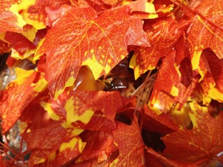 red maple leaf